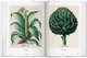 Basilius Besler. Florilegium. The Book of Plants