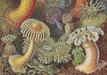 L´art et la science de Ernst Haeckel. 40th Ed