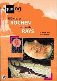 Süsswasser-Rochen