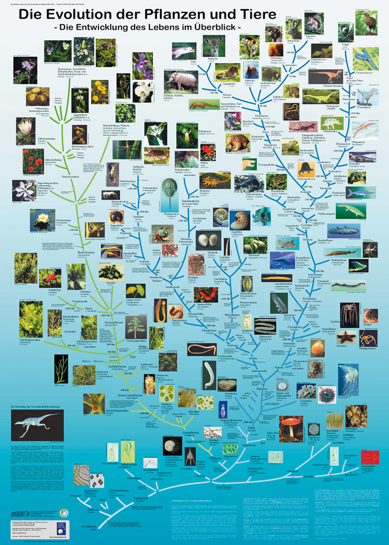 Die Evolution der Pflanzen und Tiere